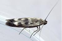 Scythris limbella
