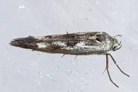 Scythris limbella