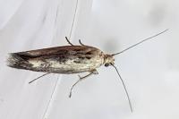 Scythris limbella