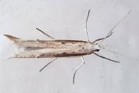 Ypsolopha mucronella