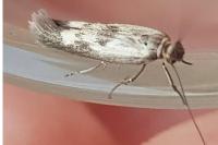 Scythris limbella