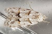 Symmoca signatella
