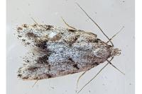 Symmoca signatella