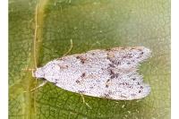 Symmoca signatella
