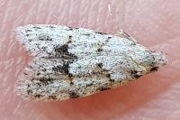 Symmoca signatella