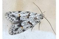Symmoca signatella