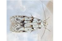 Symmoca signatella