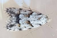 Symmoca signatella