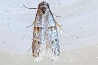 Symmocoides oxybiella