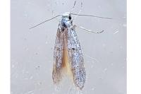 Symmocoides oxybiella