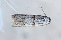 Symmocoides oxybiella