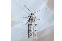 Symmocoides oxybiella