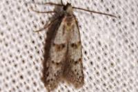 Symmocoides oxybiella