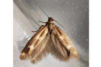 Scythris scopolella