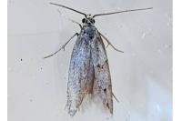 Symmocoides oxybiella