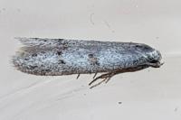 Symmocoides oxybiella