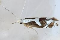 Eidophasia syenitella