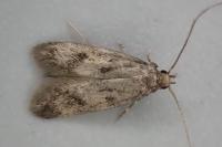 Borkhausenia fuscescens