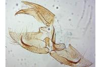 Borkhausenia fuscescens
