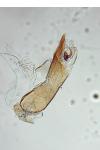 Borkhausenia fuscescens