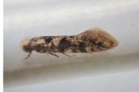 Infurcitinea albicomella