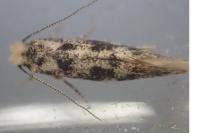 Infurcitinea albicomella