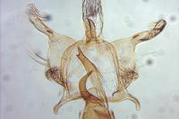 Infurcitinea albicomella