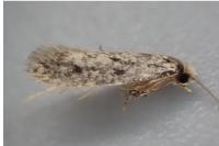 Niditinea striolella