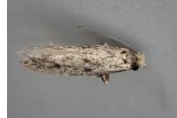 Niditinea striolella