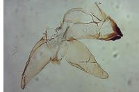 Niditinea striolella