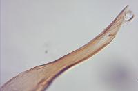 Niditinea striolella