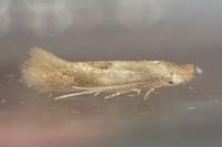 Bucculatrix ulmella