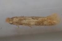 Bucculatrix ulmella