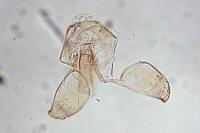 Bucculatrix ulmella
