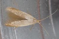 Coleophora flavipennella