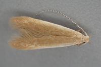 Coleophora avellanae