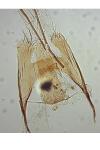 Coleophora avellanae