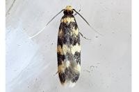Oegoconia