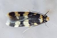 Oegoconia