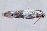 Enolmis