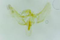 Phalonidia contractana