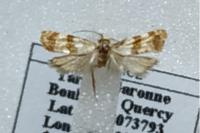 Phalonidia contractana
