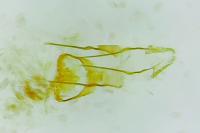 Diceratura ostrinana