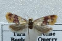 Diceratura ostrinana