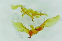 Neocochylis millierana