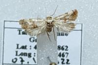 Neocochylis millierana