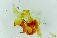 Neocochylis hybridella
