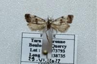 Neocochylis hybridella