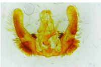 Hedya ochroleucana