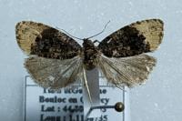 Hedya ochroleucana